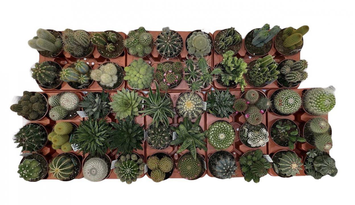 Composiciones - 061  UNIDAD DE CACTUS MIX M-13