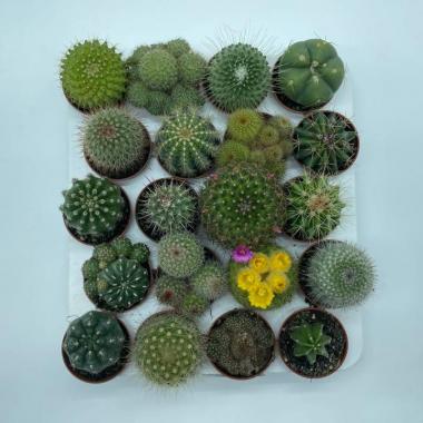 004  UNIDAD DE CACTUS MIX M-5,5