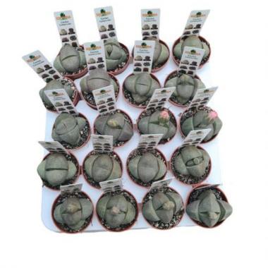 016  UNIDAD DE PLEIOSPILOS NELII M-5,5