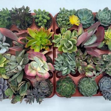 028  UNIDAD DE CRASAS MIX M-8,5