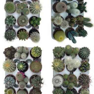 031  UNIDAD DE CACTUS MIX M-8,5