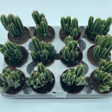 034  UNIDAD DE CEREUS FLORIDIANO M-8,5