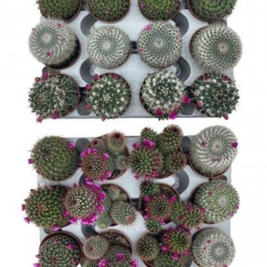 037  UNIDAD DE CACTUS MIX M-8,5 FLOR NATURAL