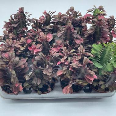 040  UNIDAD DE EUPHORBIA TRIGONA M-8,5