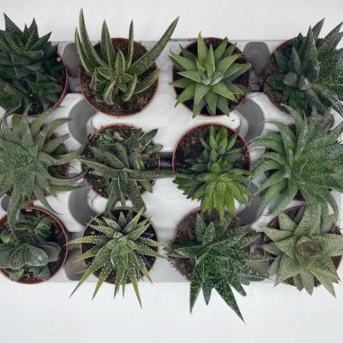 046  UNIDAD DE HAWORTHIAS MIX M-8,5