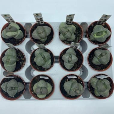 049  UNIDAD DE PLEIOSPILOS M-8,5