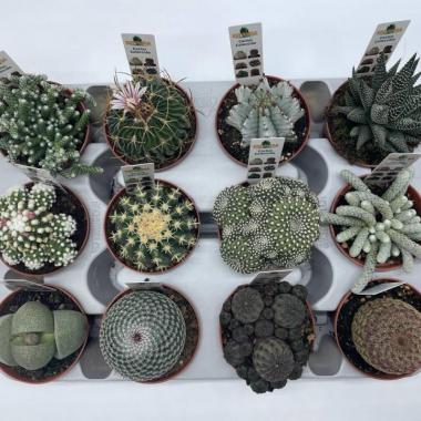 052  UNIDAD DE CACTUS COLECCIÓN MIX M-8,5