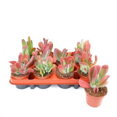 056 UNIDAD DE KALANCHOE ORICULA XL M-8,5