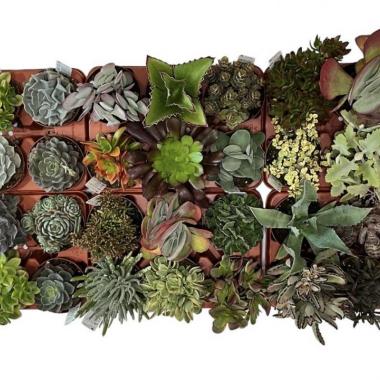 058  UNIDAD DE CRASAS MIX M-13