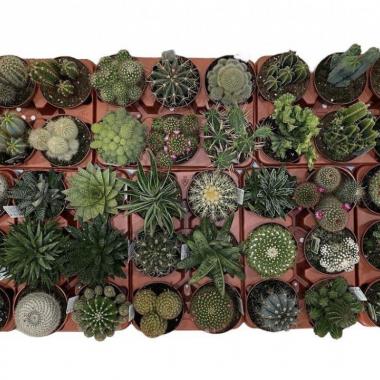 061  UNIDAD DE CACTUS MIX M-13