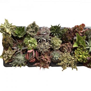 073  UNIDAD DE CRASAS MIX C-17