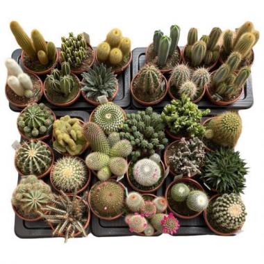 076  UNIDAD DE CACTUS MIX C-17