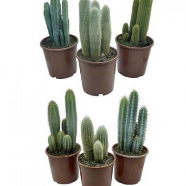 085  UNIDAD DE CACTUS MIX C-20