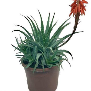 094  UNIDAD DE ALOE SPINOSISSIMA C-25
