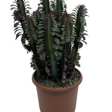 100  UNIDAD DE EUPHORBIA TRIGONA C-25