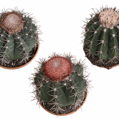 077 UNIDAD DE MELOCACTUS C-17