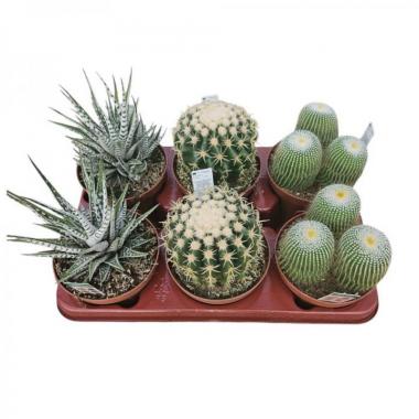 067 UNIDAD DE CACTUS COLECCIÓN MIX M-13