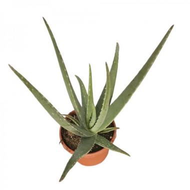 071 UNIDAD DE ALOE VERA C-17