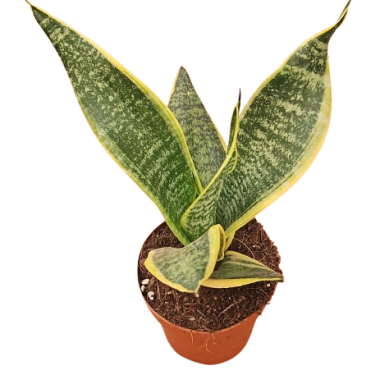 SANSEVIERIA M-13