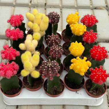 020 UNIDAD DE CACTUS INJERTO M-5,5