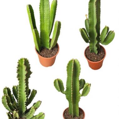 101 UNIDAD DE EUPHORBIA C-24