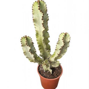 102 UNIDAD DE EUPHORBIA INGENS MARMORATA C-24