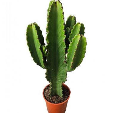 124 EUPHORBIA INGENS 90-100