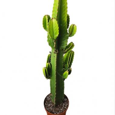 125 UNIDAD DE EUPHORBIA INGENS 110-130