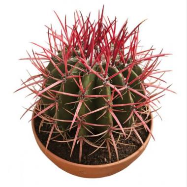 084 UNIDAD DE FEROCACTUS STAINESII T-20