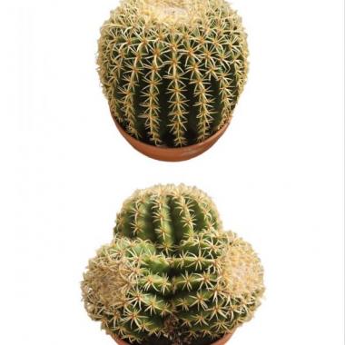 080 UNIDAD DE ECHINOCACTUS GRUSONII XXL C-17