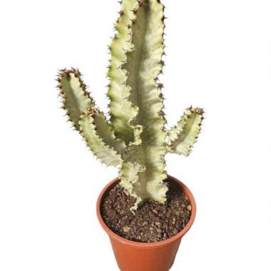 087 UNIDAD DE EUPHORBIA C-21